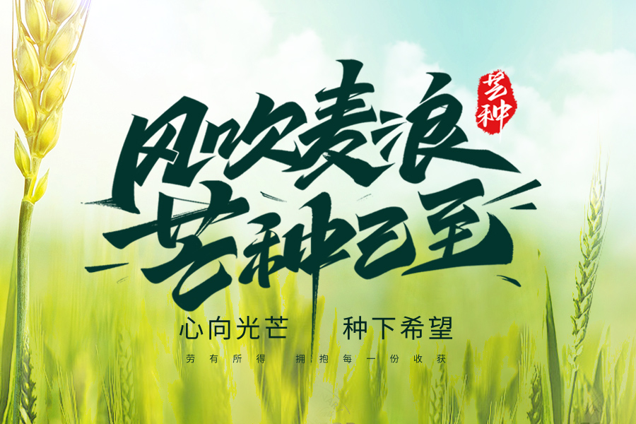 芒種至，盛夏始，一杯清茶，從容自在